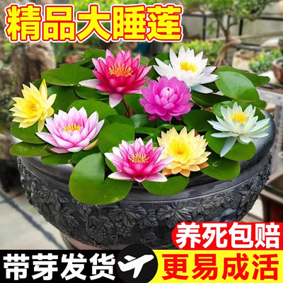 睡莲水培植物带花苞池塘荷花藕种