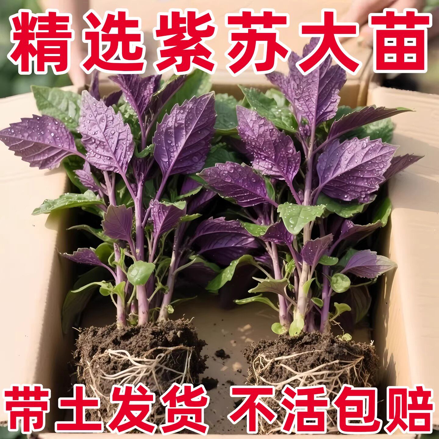 可食用紫苏苗盆栽带土紫苏大叶阳台蔬菜秧苗厨房烤肉香草香料好养