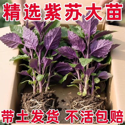 可食用紫苏苗盆栽带土紫苏大叶