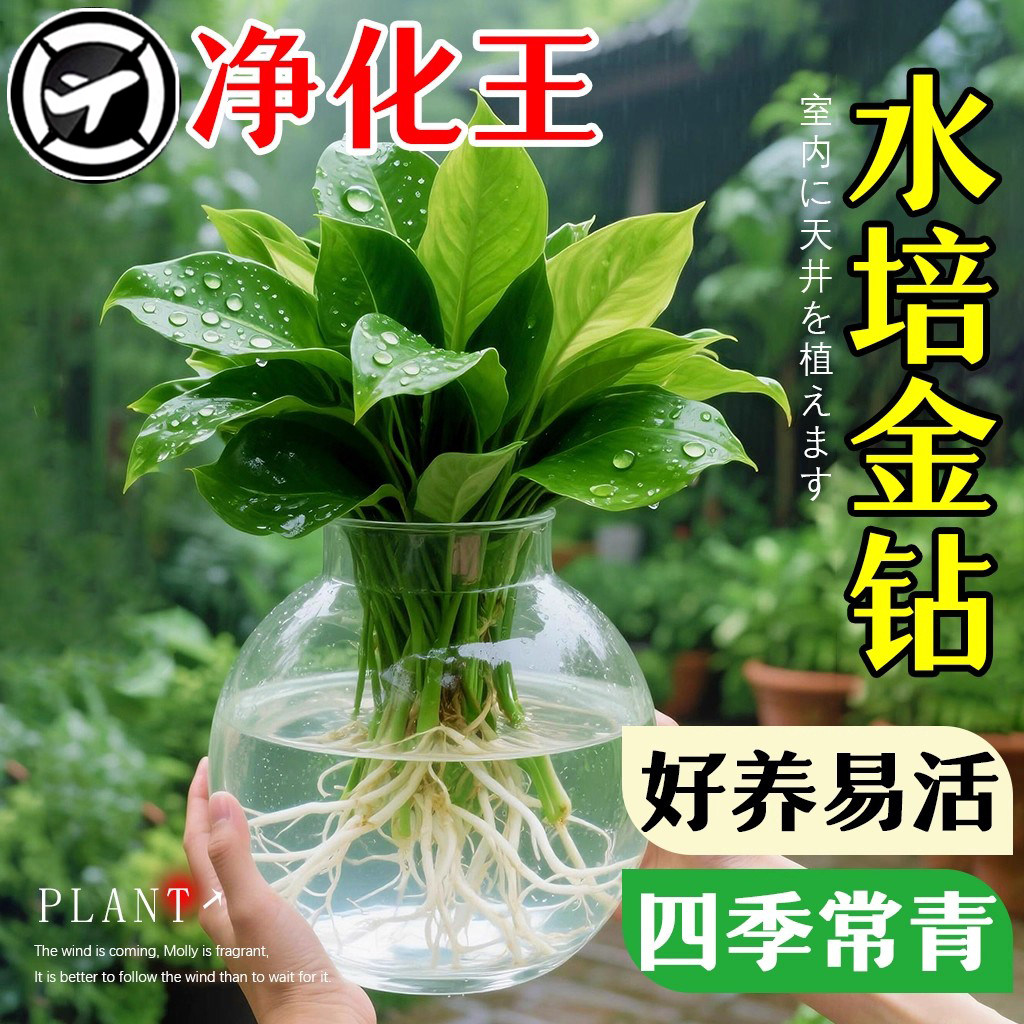 大叶金钻绿公主盆栽带花苞水培绿