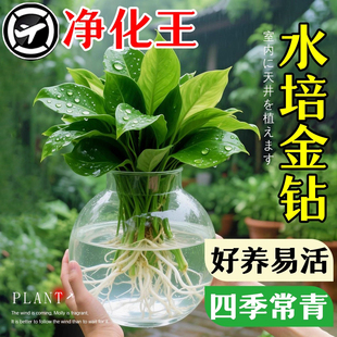 大叶金钻绿公主盆栽带花苞水培绿植物客厅室内一年四季好养的花卉