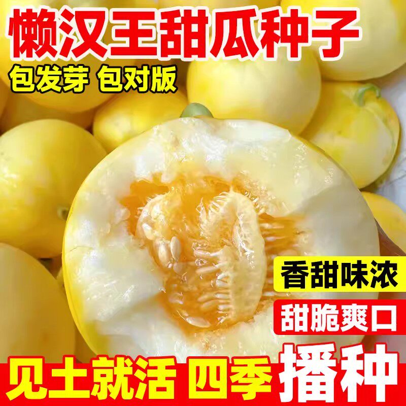 高产甜瓜种子懒汉王四季种植香瓜种子脆甜多汁家庭蔬菜种子水果籽
