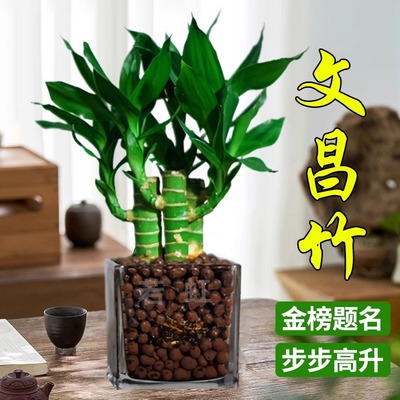 文昌竹4支金榜题名富贵盆