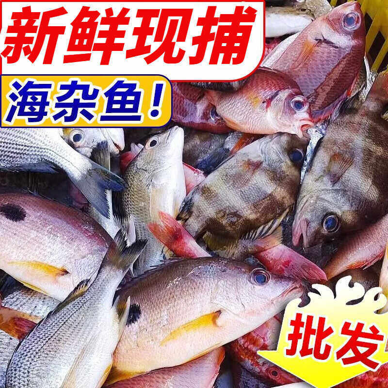 海杂鱼新鲜深海鱼杂鱼顺丰小鱼