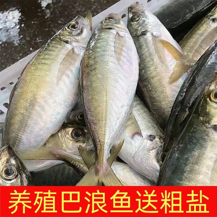 送粗盐养殖巴浪鱼鲜活活冻
