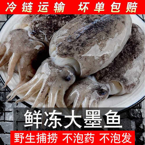 新鲜大墨鱼野海捕超大号