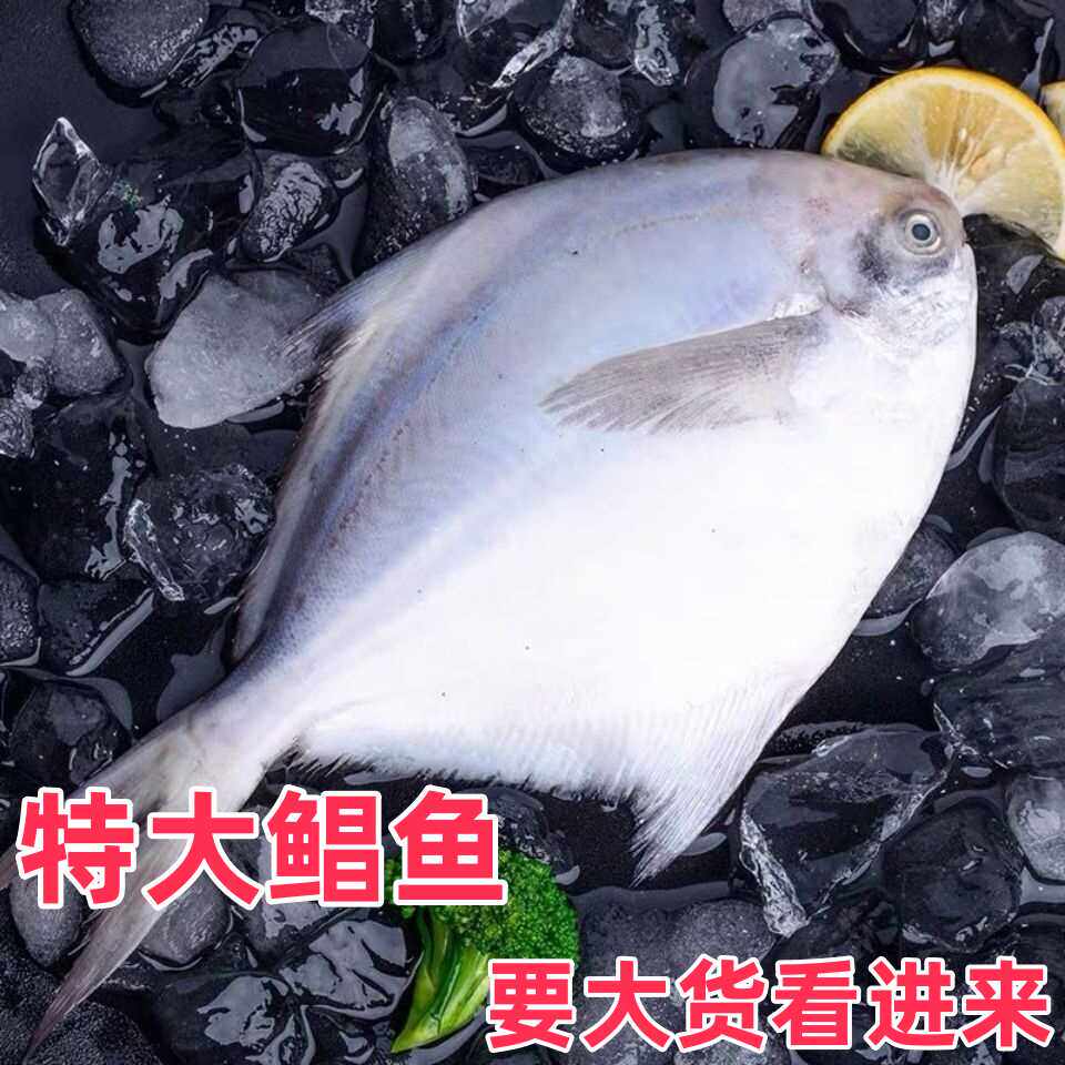 各种规格冷冻顺丰快递包邮银鲳鱼