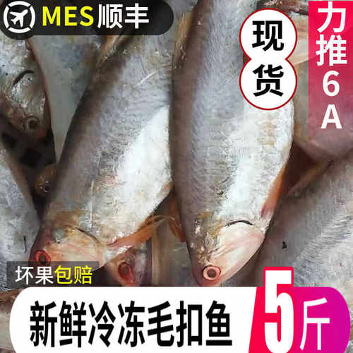 新鲜纯生黄鲫鱼毛扣鱼油扣油炸