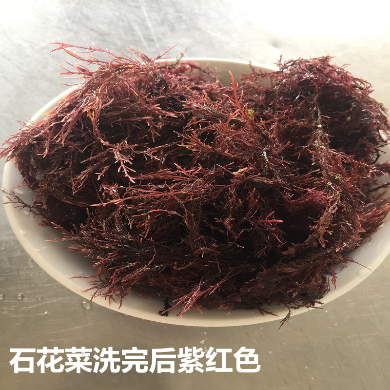 海石花500g熬冻粗毛石花菜海凉粉冻菜沙根子海石花毛菜四果需