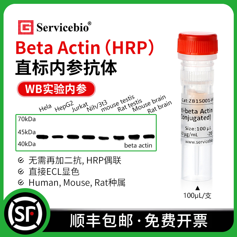 赛维尔 beta Actin 直标内参抗体 HRP偶联WB无需二抗 直接ECL显色 工业油品/胶粘/化学/实验室用品 试剂 原图主图