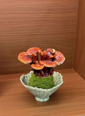 苔藓球灵芝盆栽办公室室内桌面客厅招财好养植物绿植创意盆景摆件