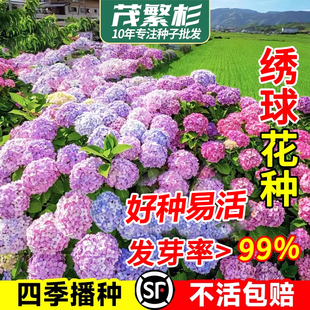 绣球花种子绣球花种籽子四季播种开花多年生花籽种植庭院易活室外