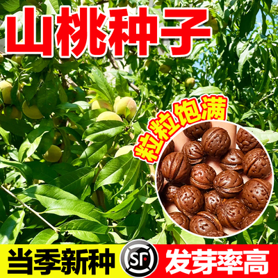 山桃种子当季新种发芽率高