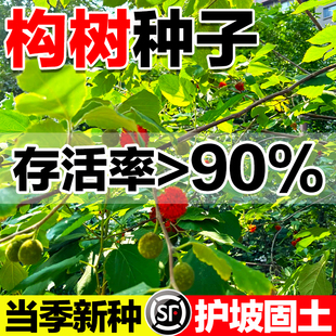 构树种子杂交籽构桃树构乳树楮树种子沙纸树杨梅构树种子四季庭院