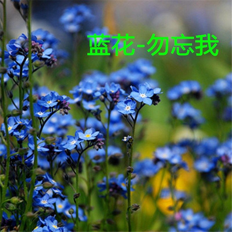 蓝色勿忘我种子勿忘草 四季开花易种草花室内庭院阳台盆栽花卉