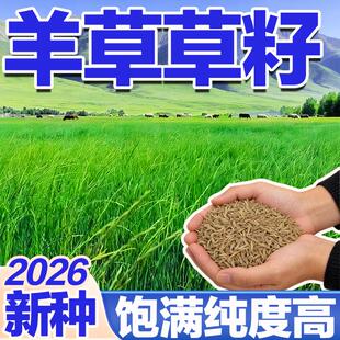 羊草草籽多年生牧草种子无芒雀麦耐旱耐贫瘠工程护坡绿化饲用草籽