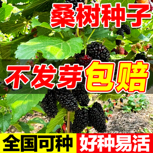 桑树种子新采林木树种可食用护坡固土绿化四季可播桑葚籽小灌木