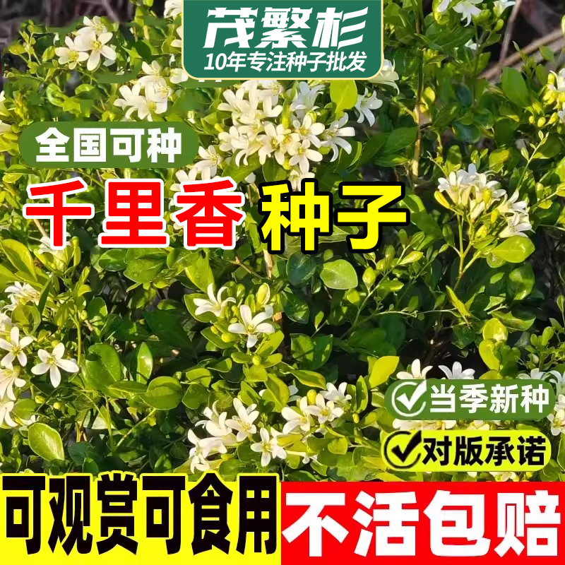 千里香花种子可食用浓香花种籽七里香花苗九里香四季种植开花种子