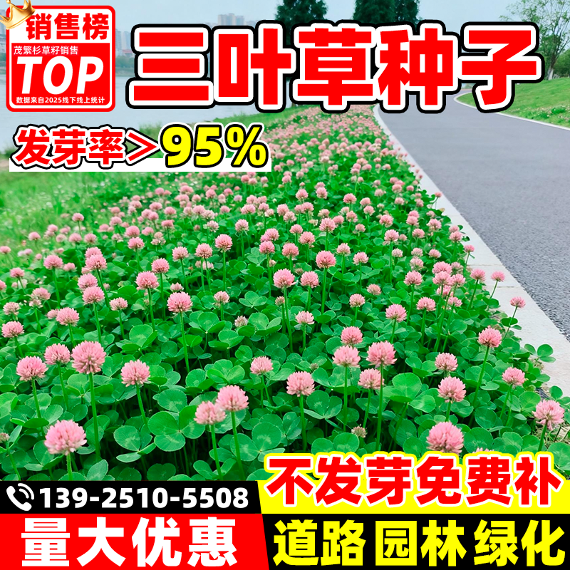 白三叶草种子红三叶草种子四季青草坪种子耐寒耐旱护坡种子草籽