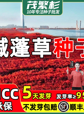 碱蓬草种子红色翅碱蓬卤蓬改良种籽土壤沙荒地绿化耐盐碱治理土壤