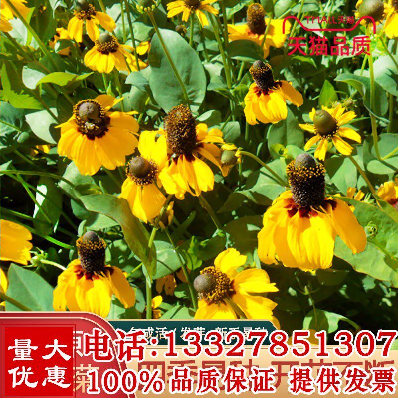 草原松果菊种子四季易种开花不断室外庭院阳台易活景观花海花籽子