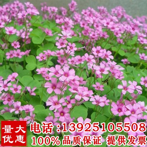 白三叶草种子红三叶草种子草籽四季青草坪种子牧草种子花种子