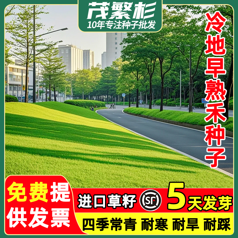 冷地早熟禾牧草种子早熟禾种子草地早熟禾耐旱耐盐碱种子草地绿化