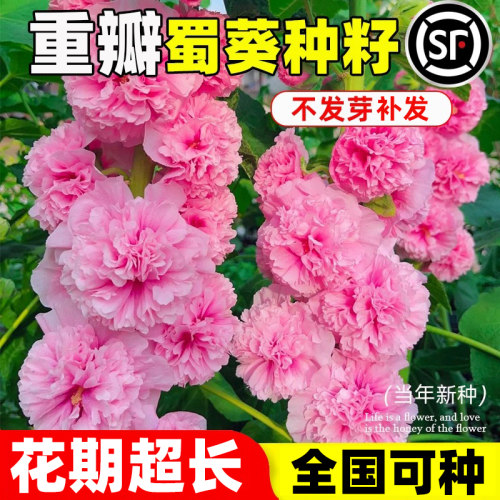 蜀葵花种子春秋四季易种