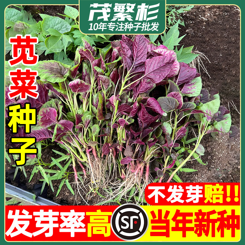 苋菜种子大全老品种菜籽秧苗一点红白红圆叶大叶野生农家蔬菜四季