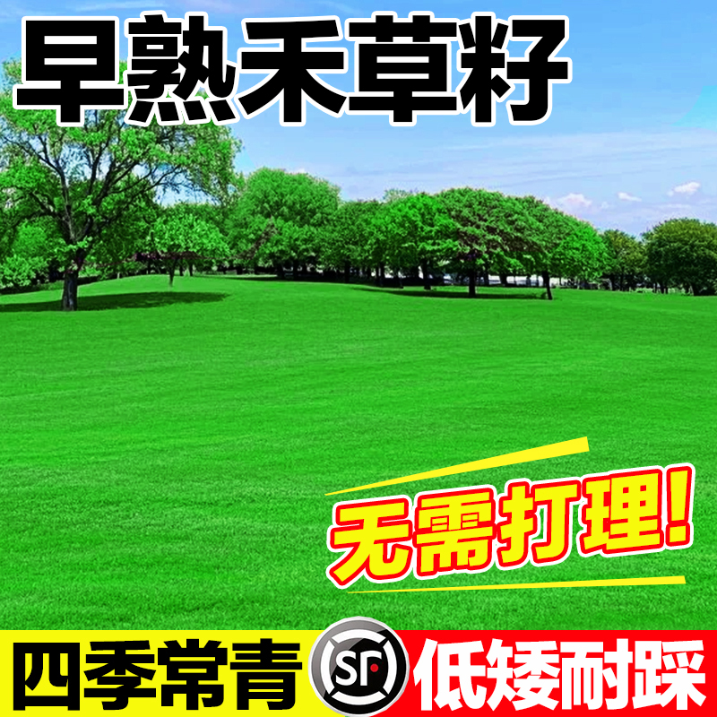 早熟禾草籽四季常青无需打理