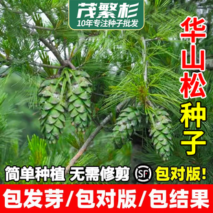华山松种子油松种子黑松白皮松种子当年新采一级松树种籽林木种子