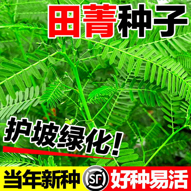 田箐种子当年新种护坡绿化