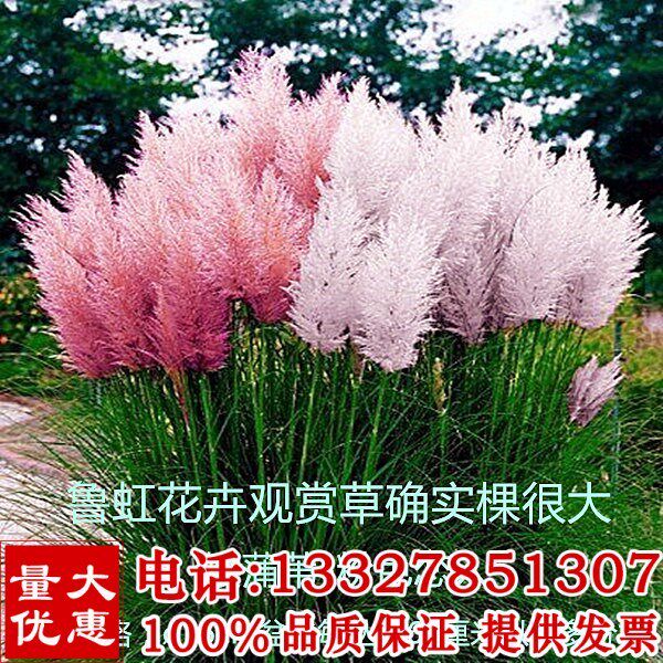 矮蒲苇 【白色粉色彭巴斯】种子 多年生耐热耐旱耐涝庭院观赏草