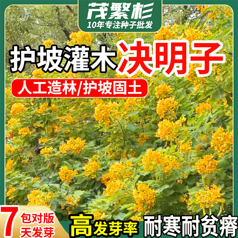 决明子种子灌木草种籽护坡固土植物枣林景观绿化边坡高速公路草籽