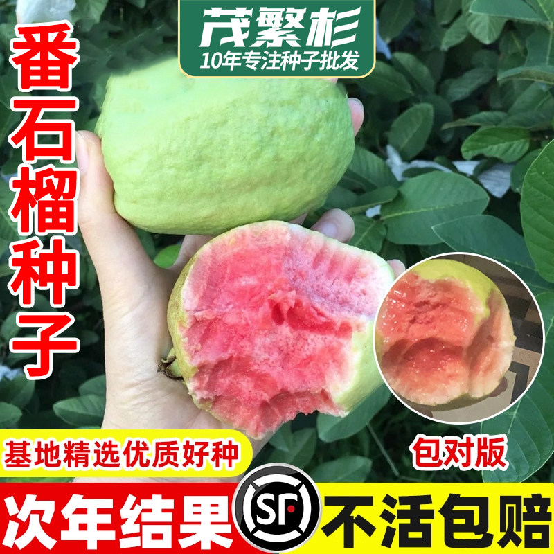 番石榴种子正宗红心芭乐种籽阳台庭院盆栽果树苗四季种植高产易活