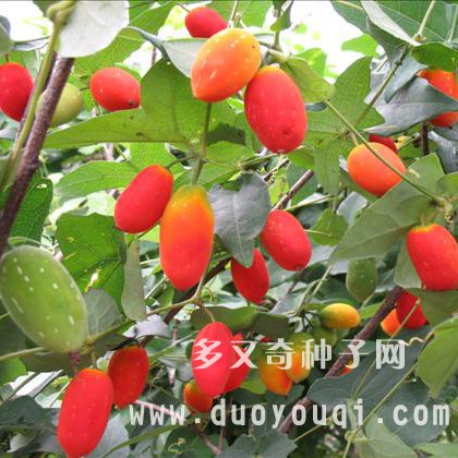 红参 种子 进口 红香果 珍稀 水果 奇瓜异果