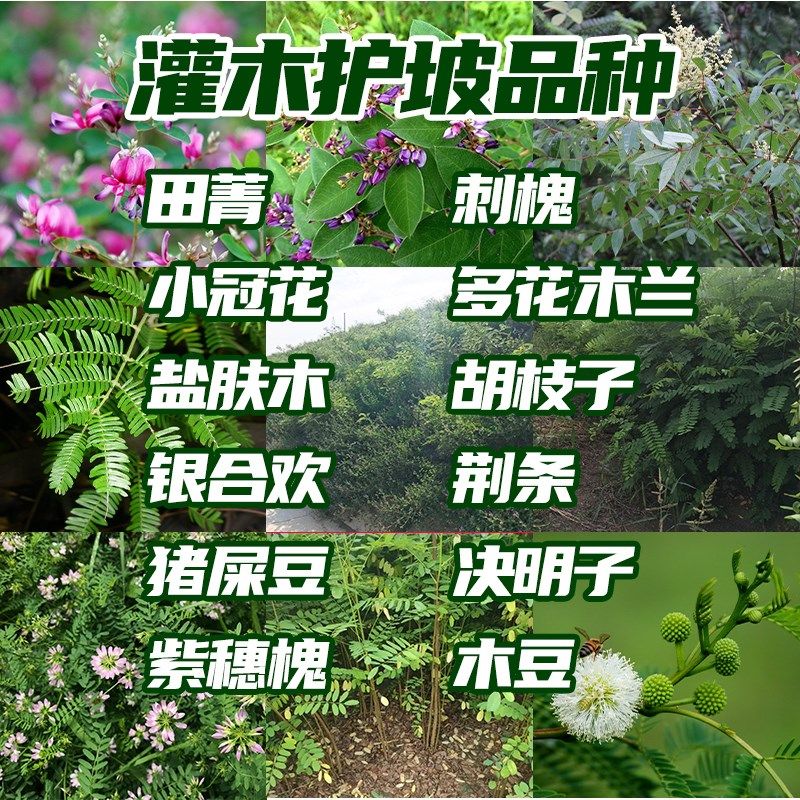 护坡灌木种子胡枝子紫穗槐刺槐银合欢多花木兰猪屎豆木豆田菁草籽