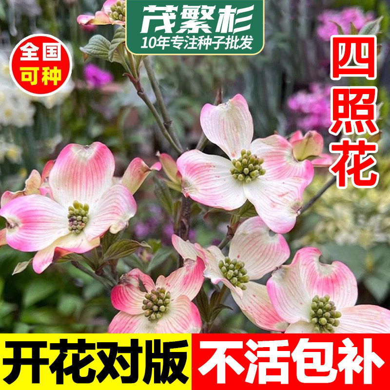 四照花种子花卉国产优质秋季观花散装多年生林木园林种籽种植简单