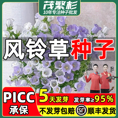 风铃草大花四季播种开花