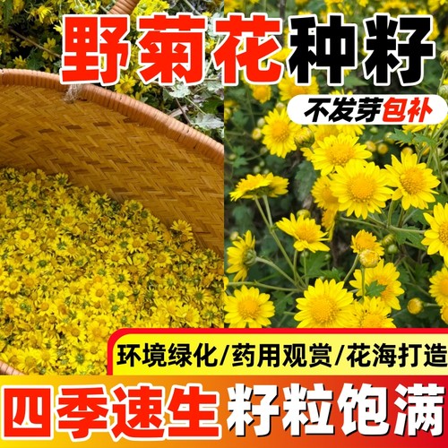 野菊花种籽多年生野黄菊