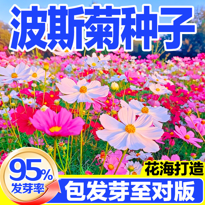 波斯菊格桑花种子易活耐旱开花图片
