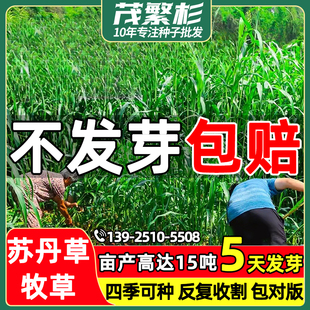 苏丹草种子高丹草籽养鱼专用草种牧草再生鱼草种籽四季猪牛羊种子
