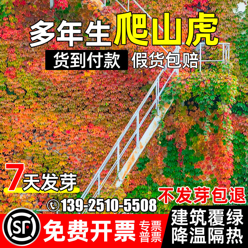 爬山虎种子树苗不落叶草籽藤条爬藤植物爬墙虎苗三五叶四季种籽孑