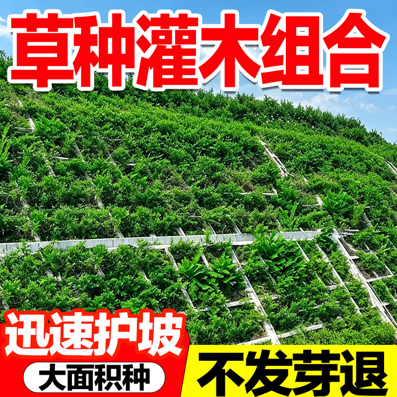 草种灌木组合发芽率高护坡固土