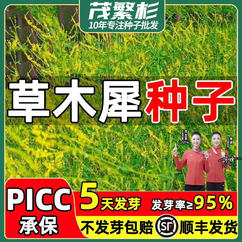 草木樨种子黄花草绿肥蜜源四季