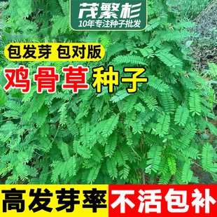 鸡骨草种子草药甜细叶鸡骨草藤黄头草大黄草根甘香藤爬藤植物种籽
