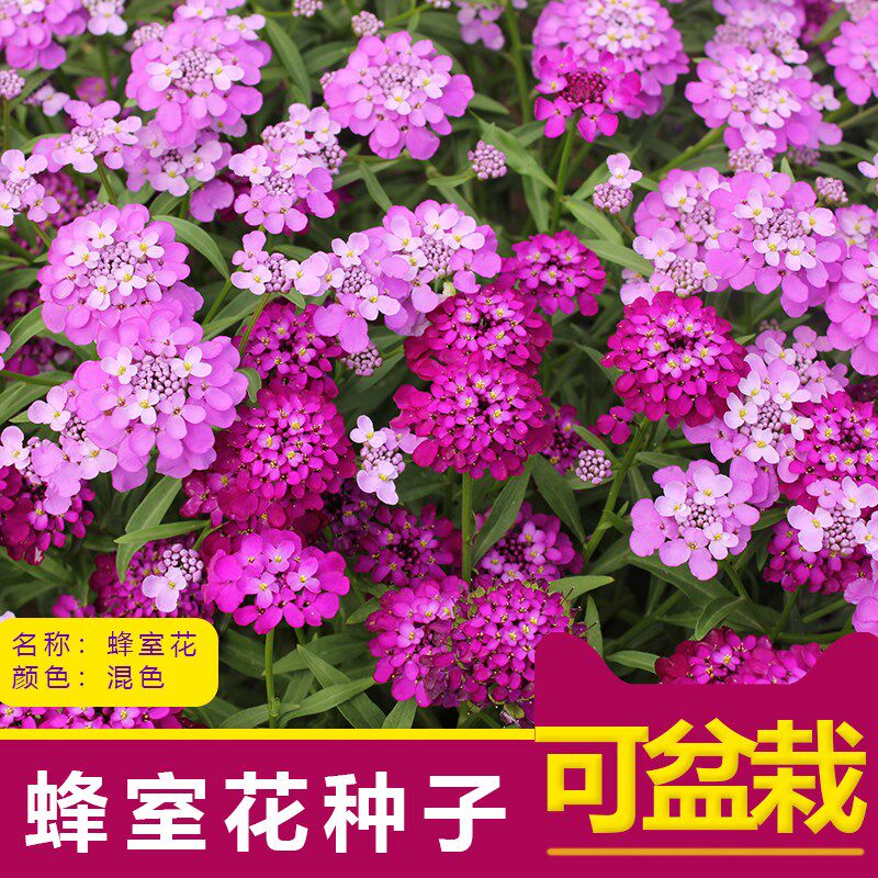 蜂室花种子欧洲报春种子冬天花种子 秋播耐寒盆栽花种阳台花种子