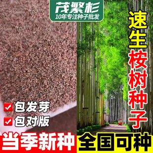 桉树种子速生巨桉大小广林9号树种子蓝按桉树籽林木种子当年新种