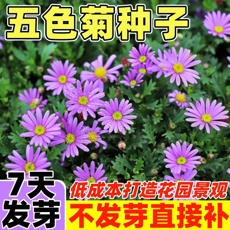 五色菊花种子四季易活盆栽