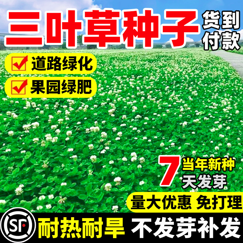 进口草坪种子暖季型草籽三叶酢浆草 红花三叶草白花三叶草 种子籽